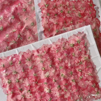 250pcs Trykket Tørket Naturlig Rosa Consolida Ajacis Blomster Planter Herbarium For Smykker Telefonen Tilfelle Bokmerke Postkort DIY Craft